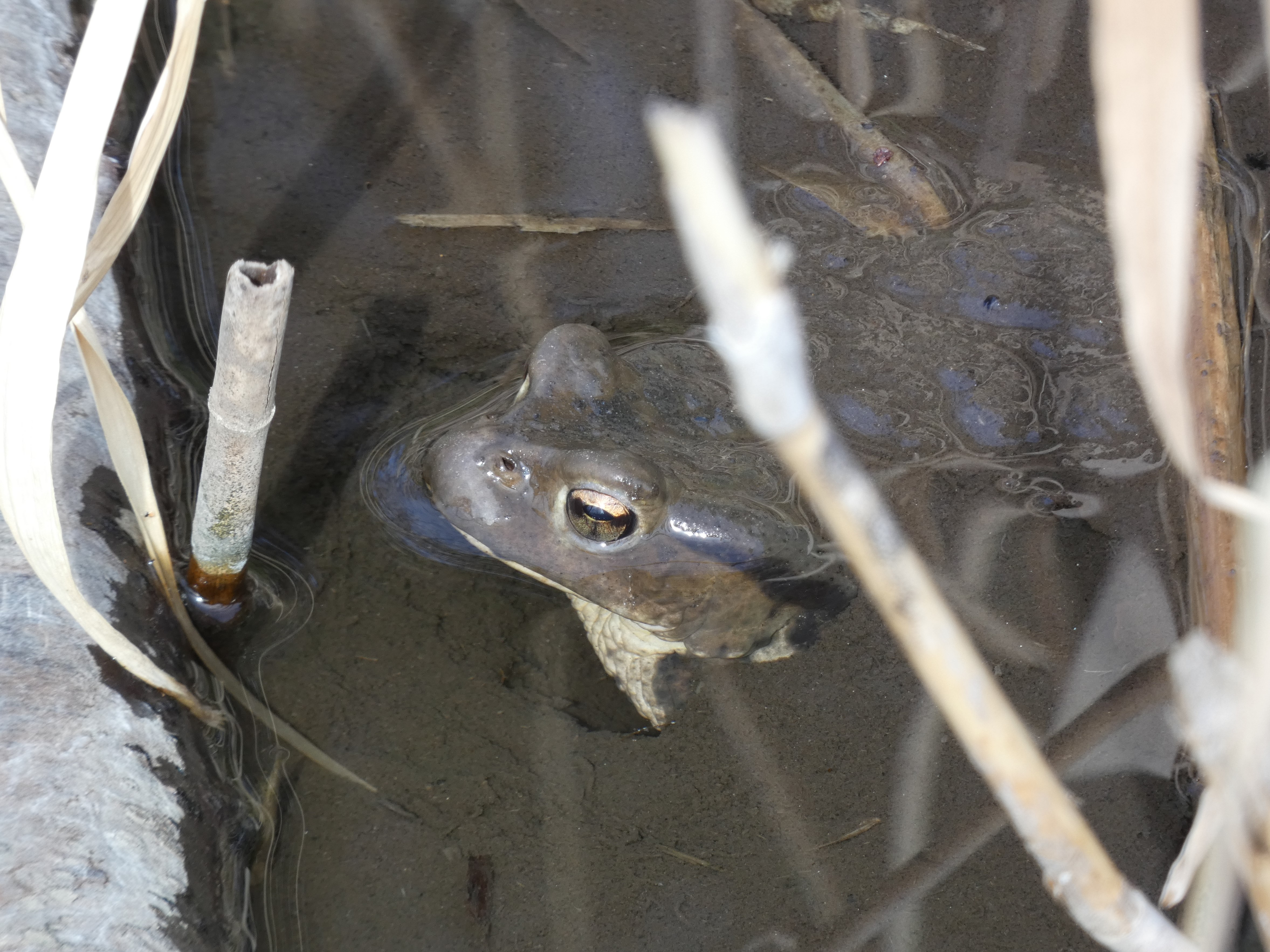下半身が埋まったアズマヒキガエル